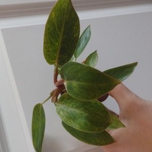 Philodendron Painted Lady